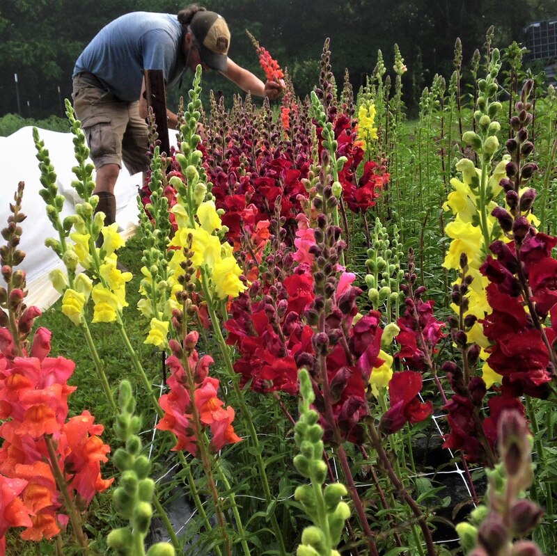 New Lexington 43764 southeast Ohio local sustainably managed Ohio specialty cut flower farm snapdragons