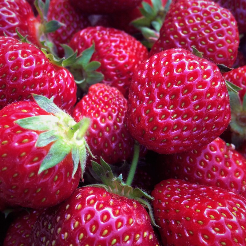 Local sustainably grown farm strawberries Ohio