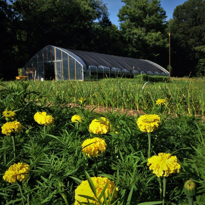 New Lexington 43764 southeast Ohio local sustainably managed Ohio specialty cut flower farm marigold high tunnels