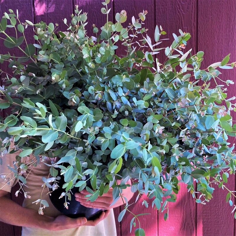 Eucalyptus DIY wedding flowers farm fresh sustainably grown Lancaster Ohio