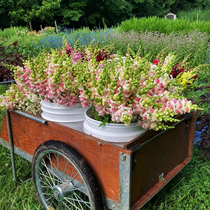 snapdragon cart New Lexington Ohio flower farm