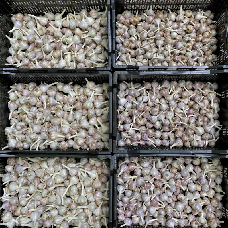 Local sustainably grown farm garlic Ohio