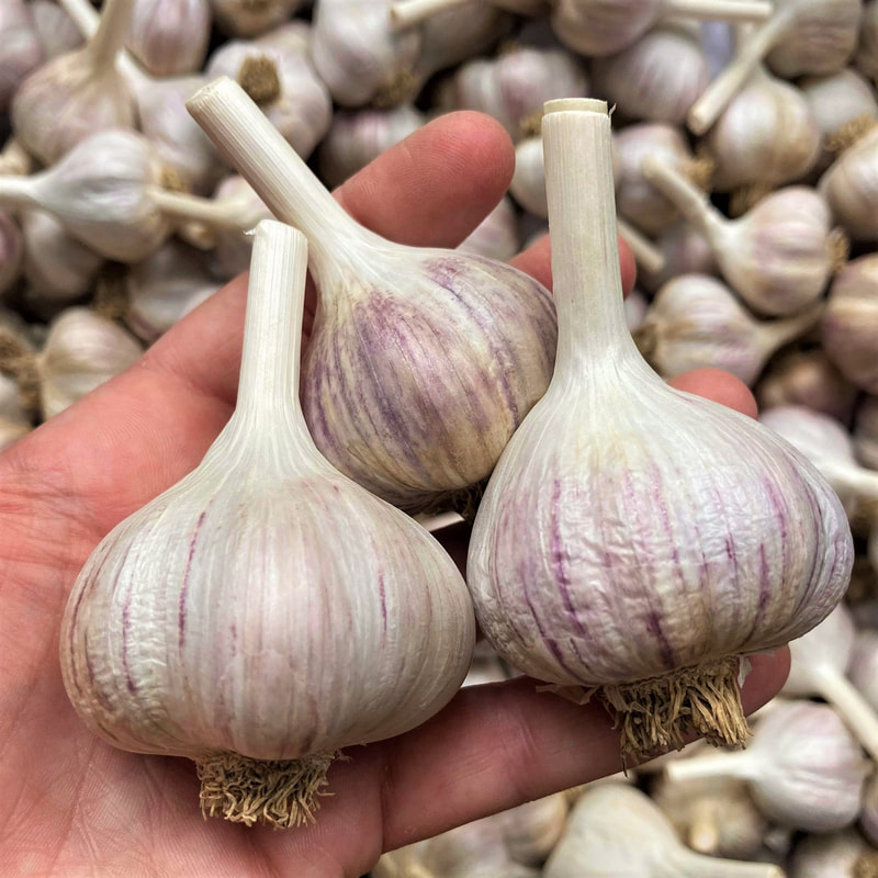 Local sustainably grown farm garlic Ohio