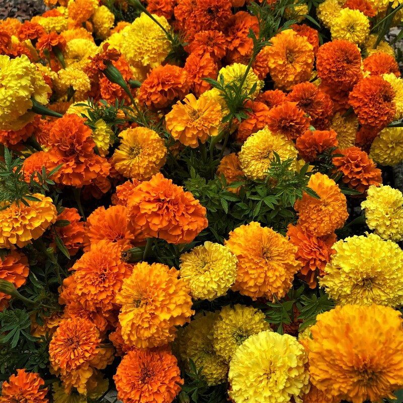 marigolds cut flower farm New Lexington Ohio