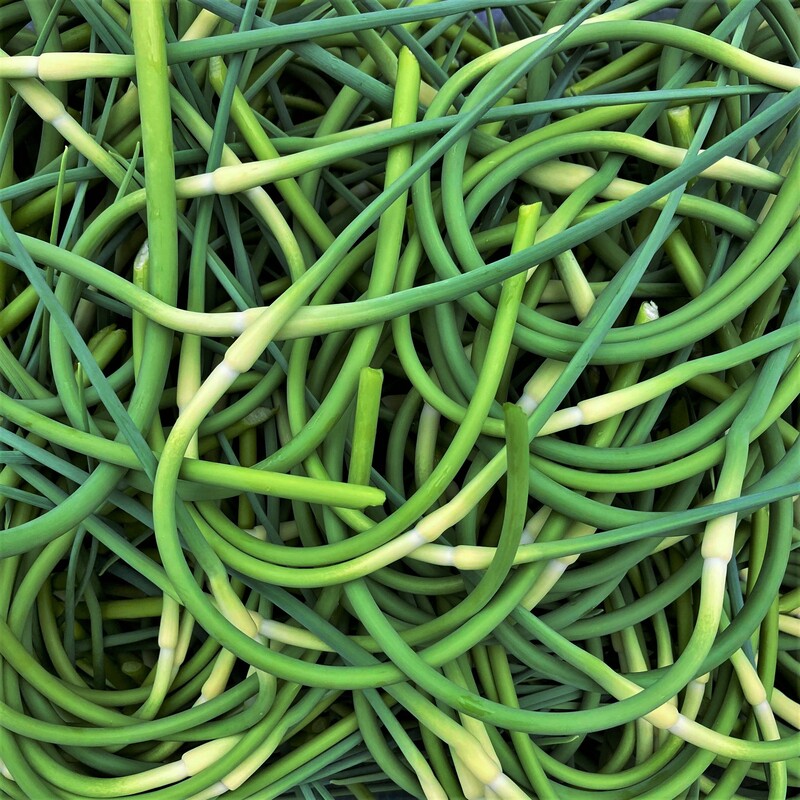 Local sustainably grown farm garlic scapes Ohio