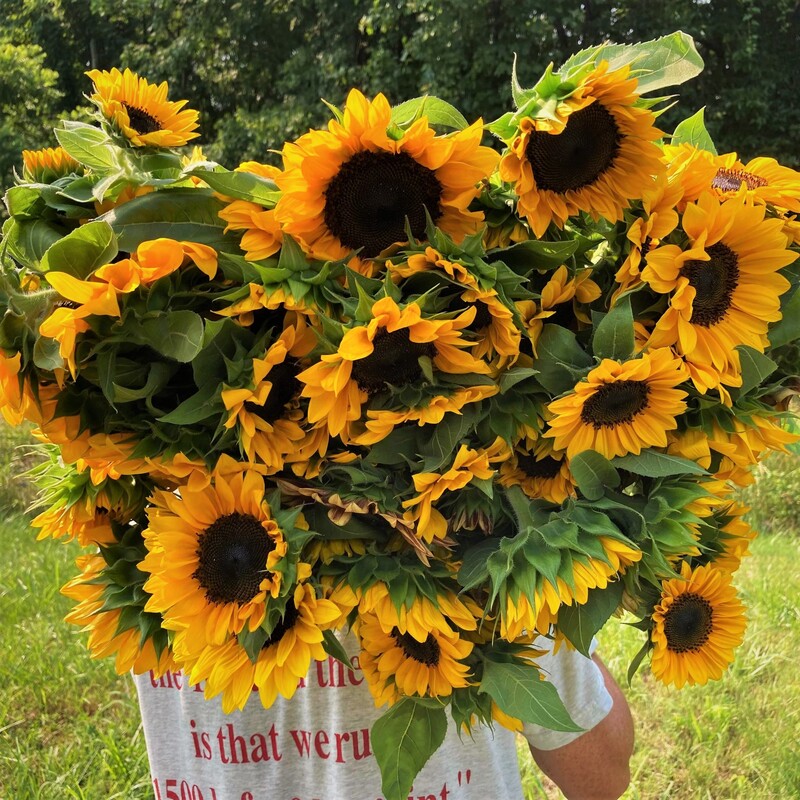 New Lexington 43764 southeast Ohio local sustainably managed Ohio specialty cut flower farm sunflowers