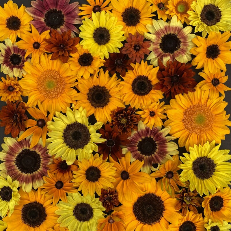 sunflowers cut flower design Lancaster Ohio