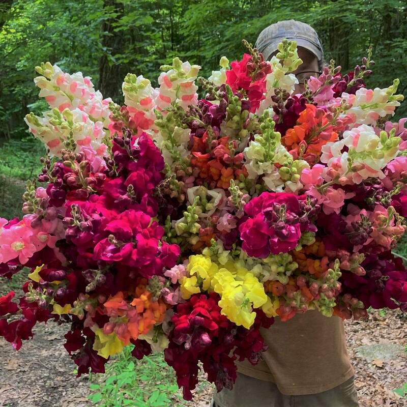 New Lexington 43764 southeast Ohio local sustainably managed Ohio specialty cut flower farm snapdragons